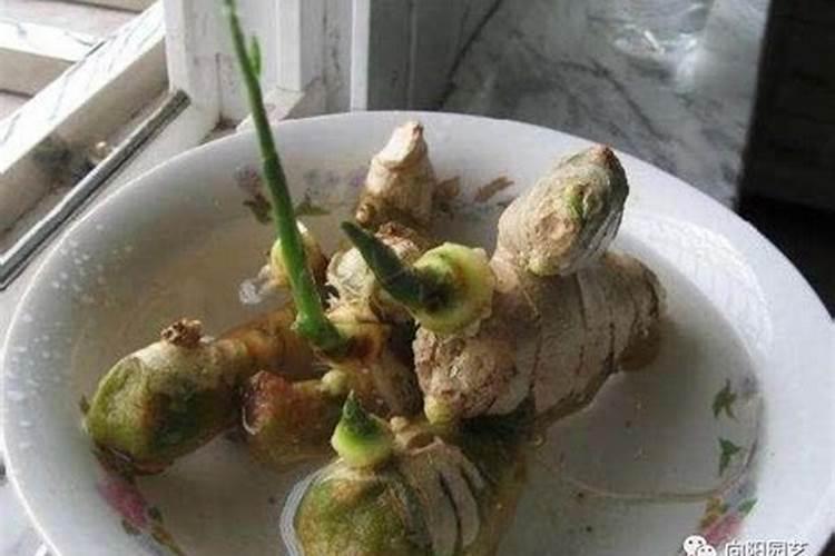 磷肥怎样被作物吸收