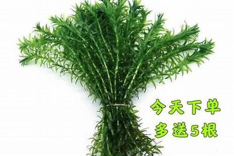 脆瓜的种植技术是怎样的