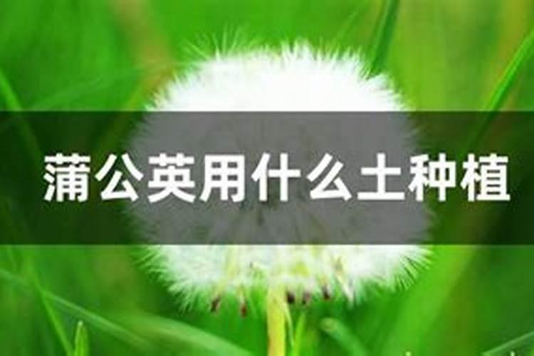 蒲公英夏天种植怎么样