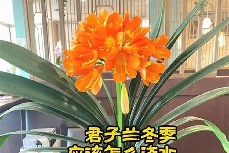 杜鹃花在开花期间如何浇水施肥