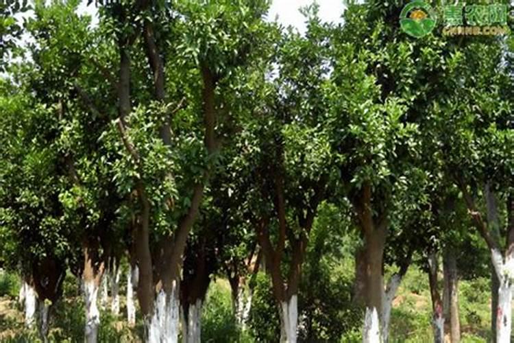 简述园林树木的施肥原则。