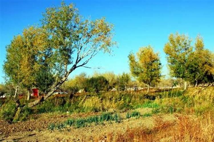 移栽杨树苗能不能用碳酸氢铵化肥吗？