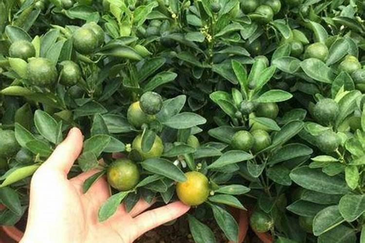 桔子开花了,怎样施肥好？