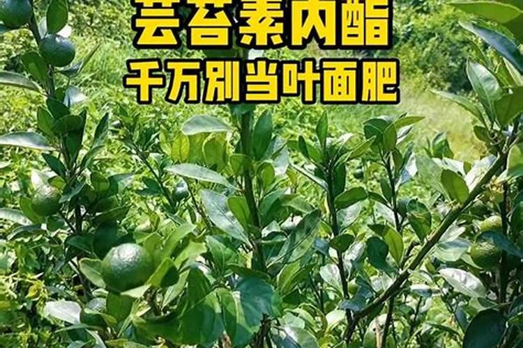 芸苔素真正的作用是什么？