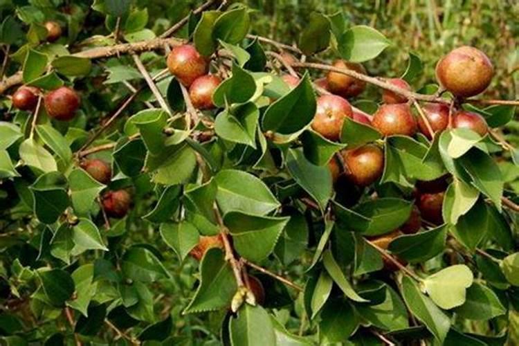 油茶树施什么肥比较好(种植油茶树施什么肥料长得快)
