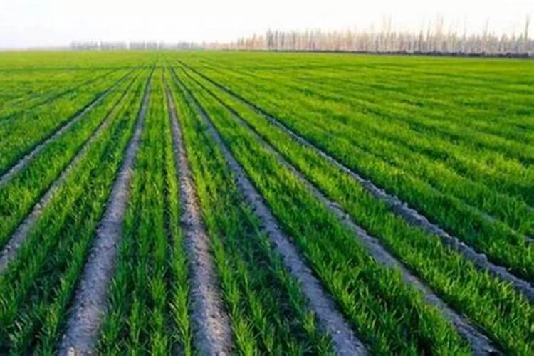 小麦在什么期间可打叶面肥