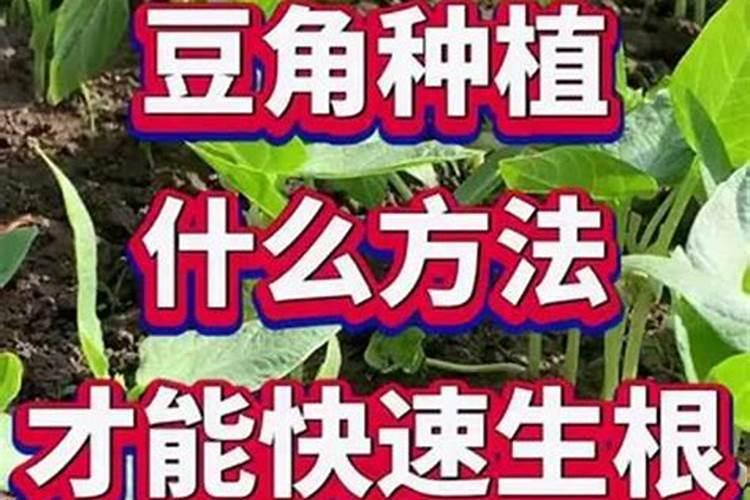 莱豆中后期补锌可推期乘摘期吗就是要晚一点收割