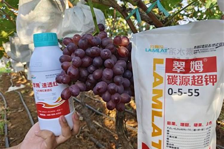 蓝莓结果期施什么肥