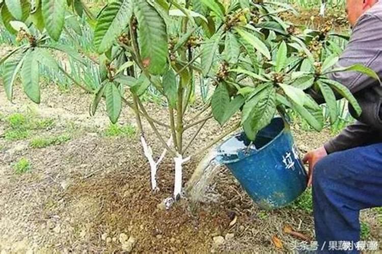 枇杷树每年分几个阶段施肥,每一个阶段该施什么肥？