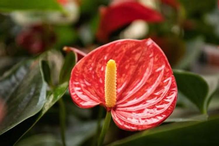 红掌花浇什么肥料合适