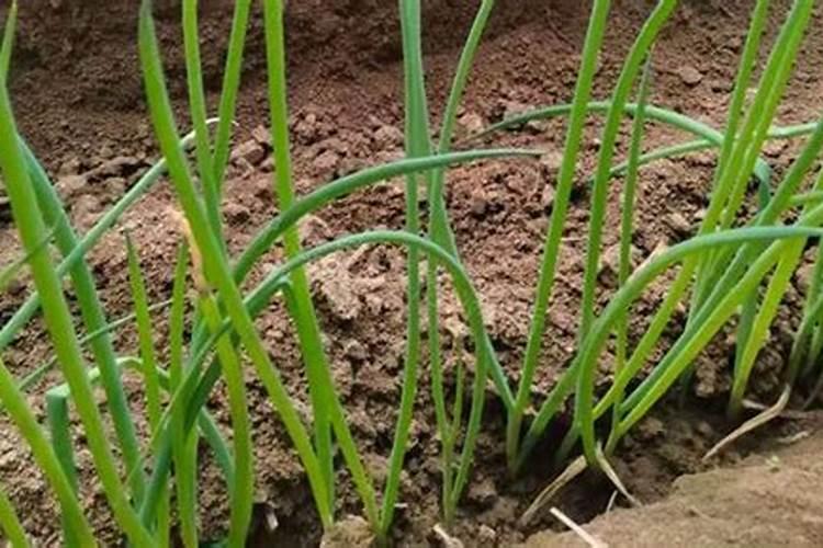 作物缺钙是用叶面肥补钙还是冲施钙肥,哪样效果好？