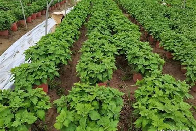 甜叶菊黄叶病用什么药治？