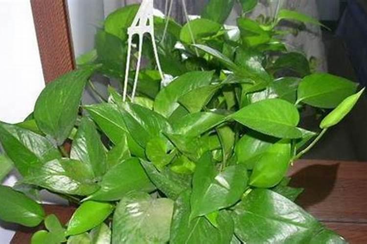 怎样给绿萝施肥浇水？