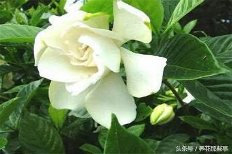 栀子花花期养护方法 开花期间如何浇水、施肥
