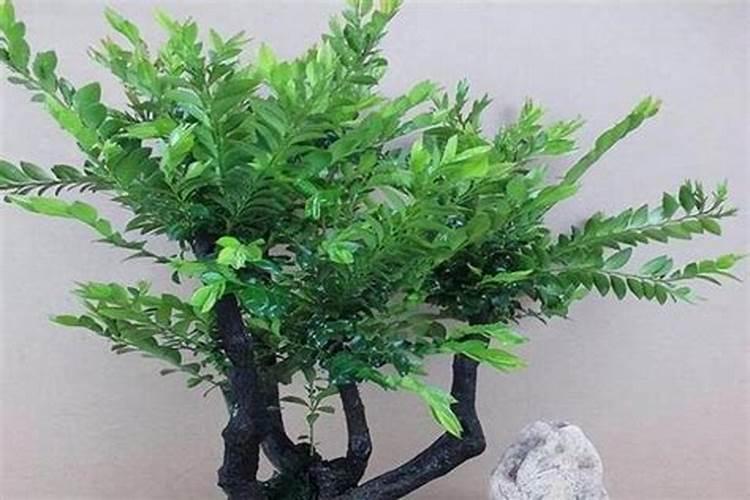 小叶紫檀树用什么肥料