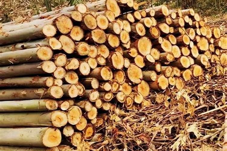 广西产新洋丰桉树肥高含量是多少的？