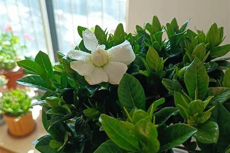 栀子花可以用复合肥吗