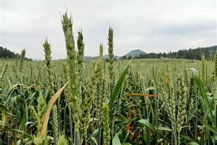 小麦专用肥氮磷钾比例是多少 如何合理施肥