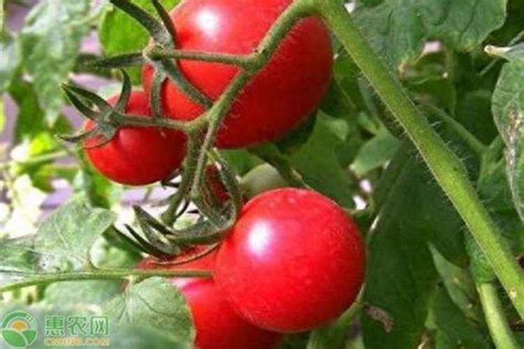 西红柿具体要什么时候冲施高钾水溶肥才合适？