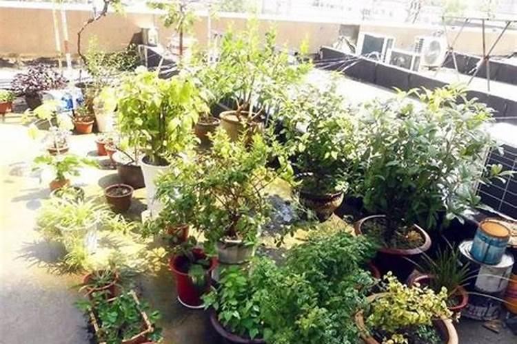 种玫瑰什么时候放肥料？