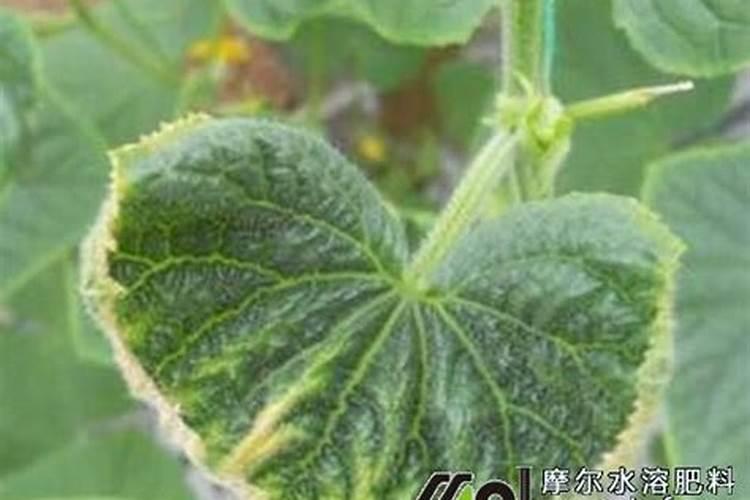 小麦怎样拌种