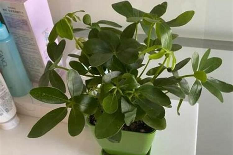 番茄秧子旺不膨果怎么办？