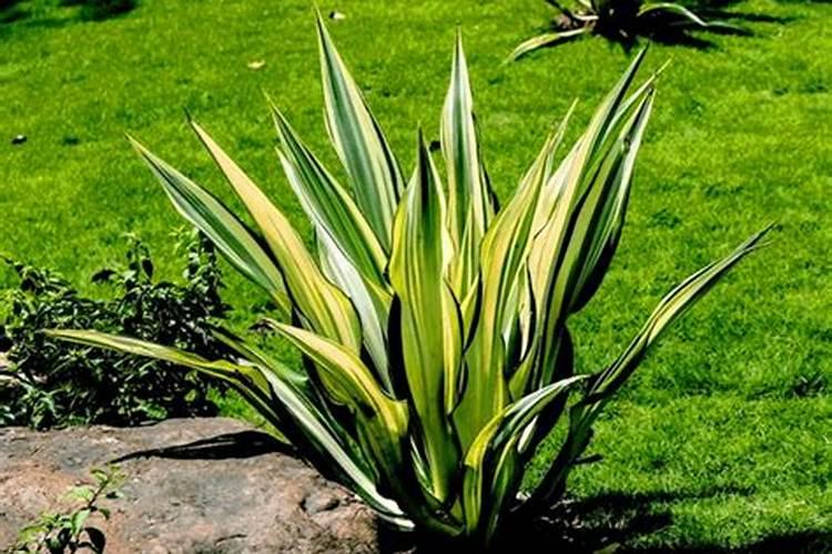 绿叶丰叶面肥效果怎么样？