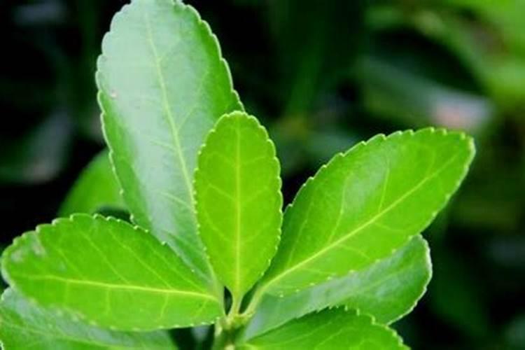 怎样证认喷过叶面肥的通和不叶面肥通菜