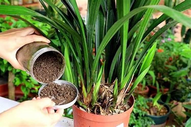 墨兰叶片发黑是怎么回事