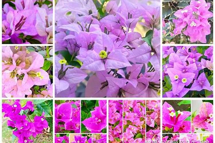 三角梅有花蕾后怎样浇水,施肥