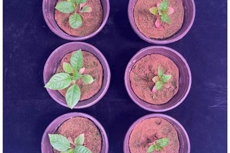 葡萄补硼的最佳时期