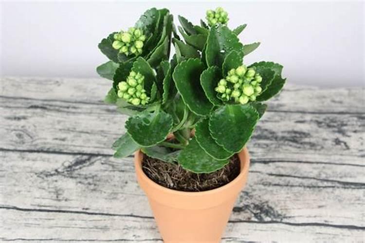 红薯施什么肥产量高