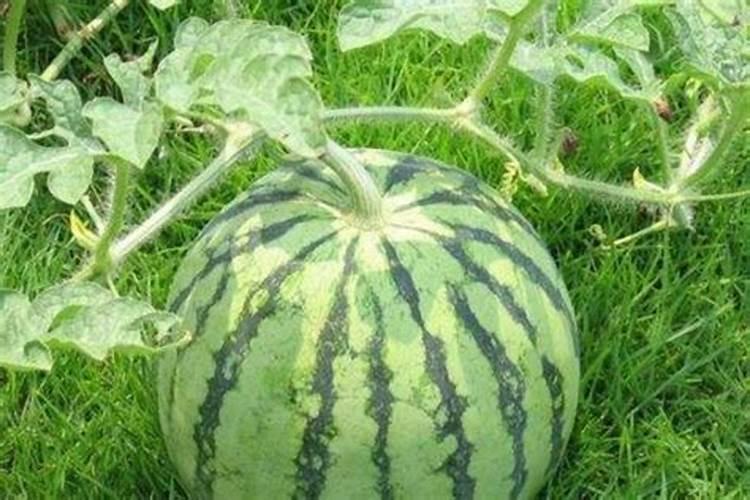 西瓜苗嫁接前可以打叶面肥不