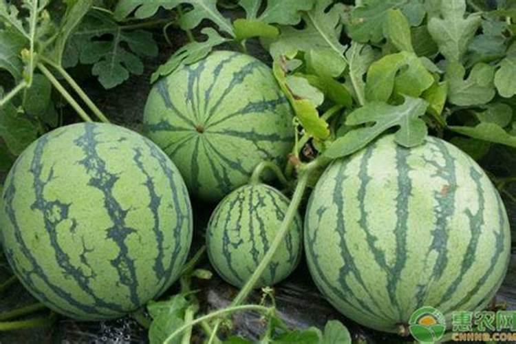 大棚西瓜用的冲施肥是多少次性投入还是一次性投入？