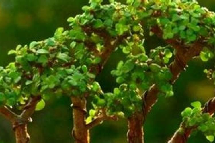 三角梅肥料过多叶子卷怎么办