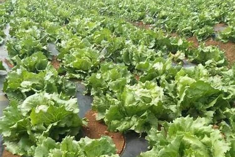 大白菜烂根的原因及防治方法