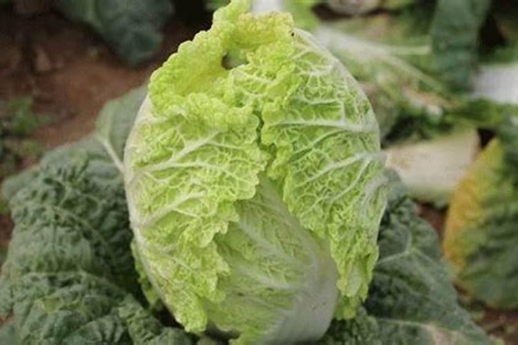 白菜大根病用什么农药好点？