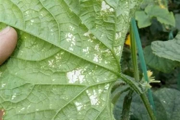 南瓜叶大量变黄怎么办