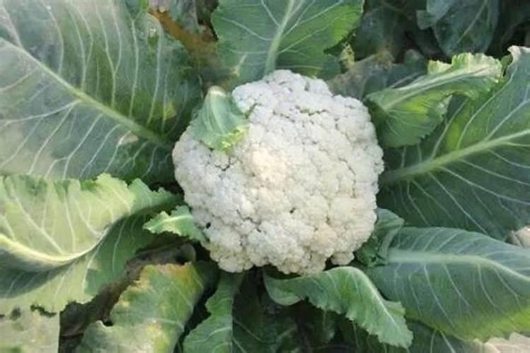 菜花结球期冲什么肥料