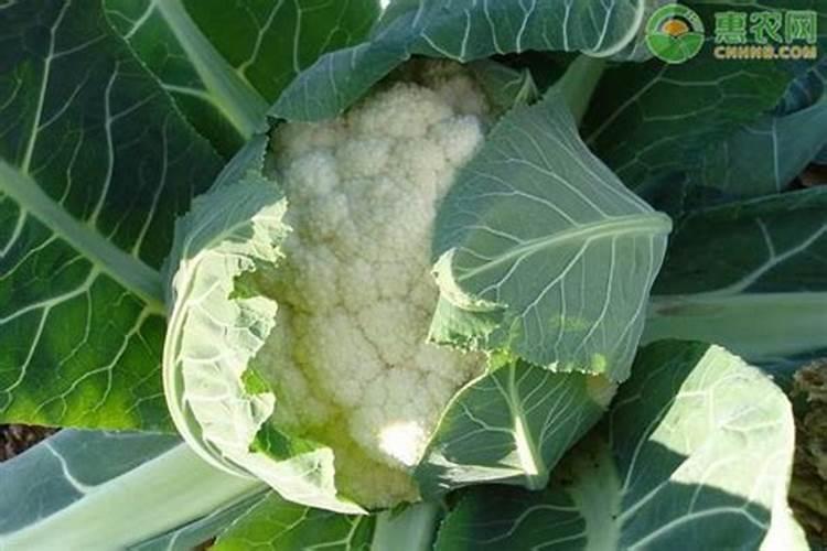 菜花刚要结球期给什么肥