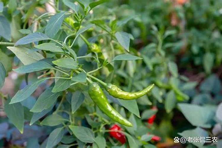 辣椒施底肥的正确方法