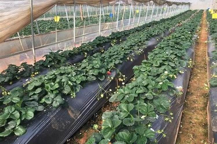 草莓多久施肥一次