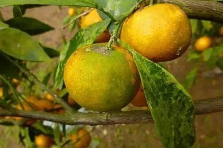 肇庆的人民请看。我不知道喝哪种水好？飘雪,鼎湖山泉,天然大氧吧？