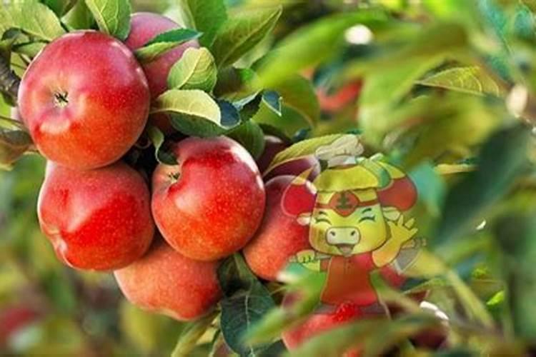 得尔硼业硼肥的营养功能及施用技术