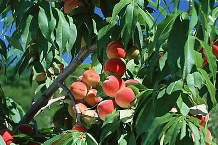 桃树春天什么时候浇水施肥