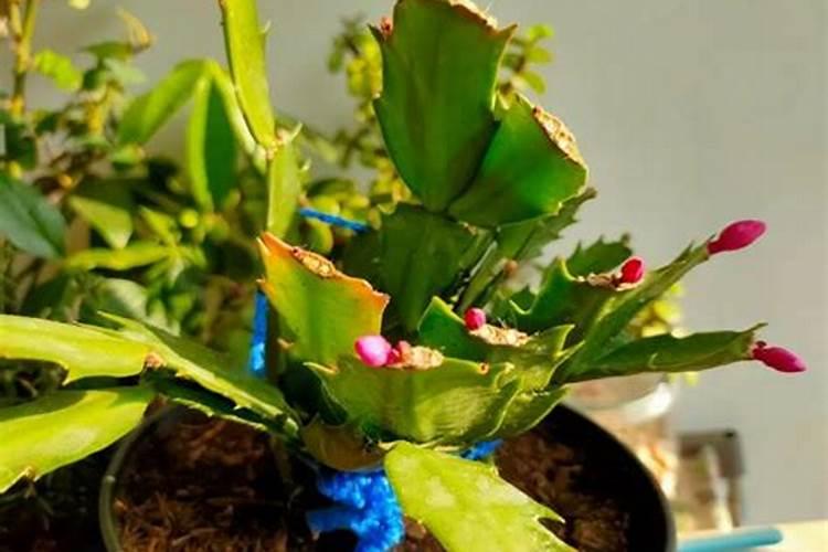 蟹爪兰使用什么肥