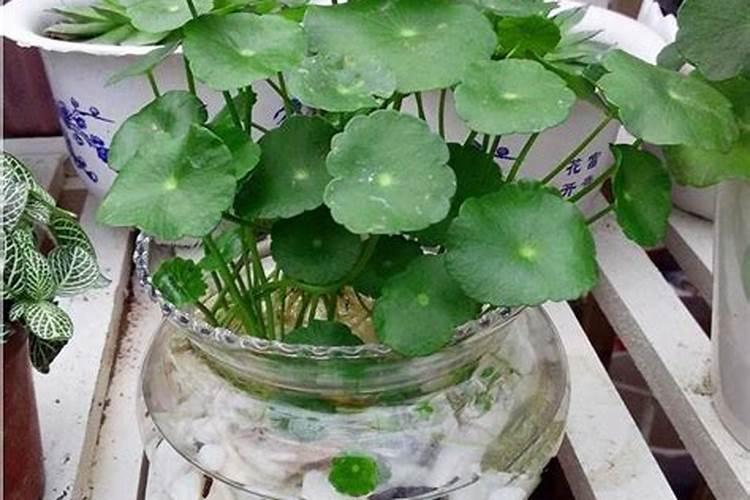 金钱草施肥方法