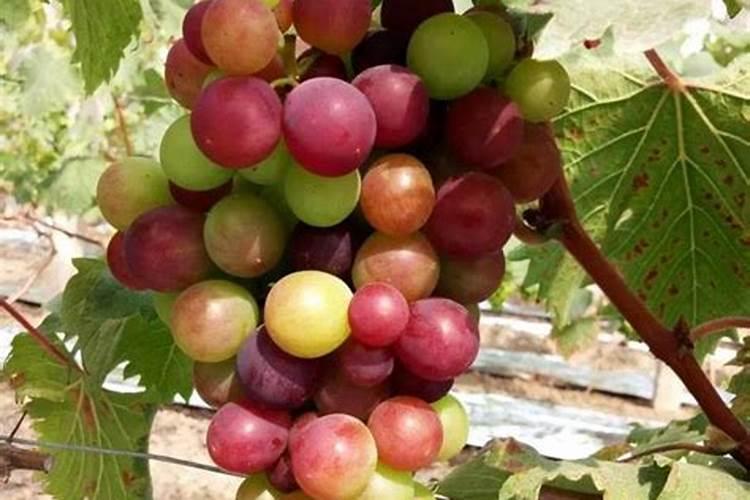 大棚葡萄上着色后施什么肥料