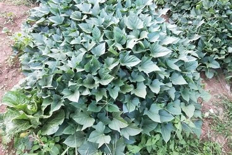 草木灰可以直接用作施肥吗