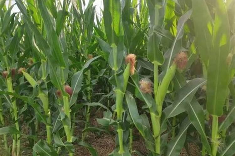 一亩地玉米究竟要施多少化肥